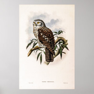  Hawk-Owl beroemd gemaakt door John Gould Poster