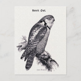 Hawk Owl Bird Illustratie Briefkaart