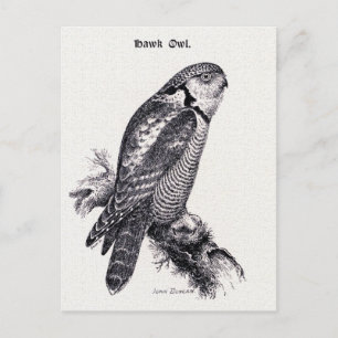 Hawk Owl Bird Illustratie Briefkaart