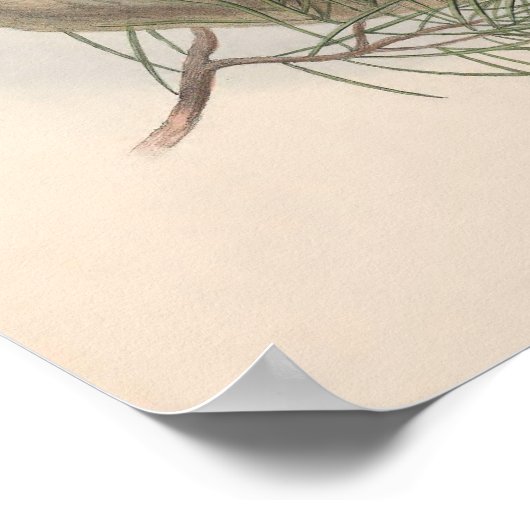  Hawk Owl Bird Poster (Hoek)