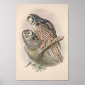  Hawk Owl Bird Poster (Voorkant)