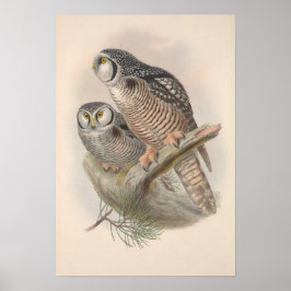  Hawk Owl Bird Poster