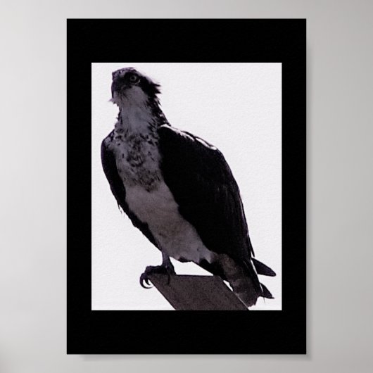 Hawk Photo Poster (Voorkant)
