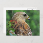 Hawk Portret met rode schouders Briefkaart (Voorkant / Achterkant)