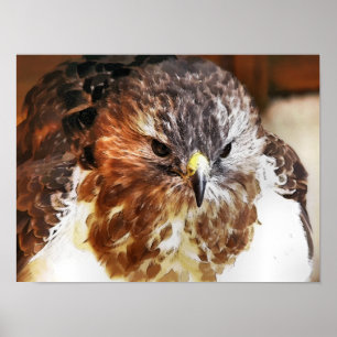 HAWK POSTER