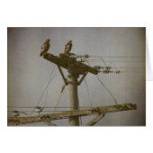 Hawk Power (Voorkant Horizontaal)