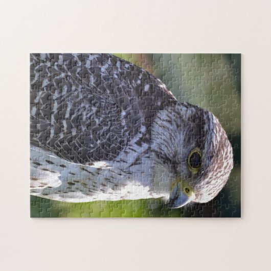 Hawk Puzzle/Jigzaag Legpuzzel (Horizontaal)