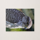Hawk Puzzle/Jigzaag met tin Legpuzzel (Horizontaal)