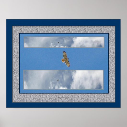 Hawk Soaring Collage 2 Foto-Poster van gretchen Poster (Voorkant)