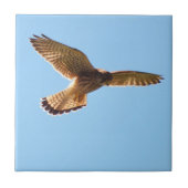Hawk Tegeltje (Voorkant)