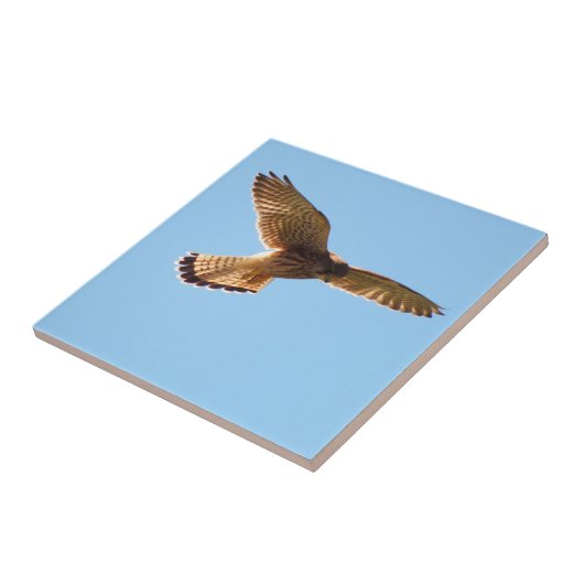 Hawk Tegeltje (Zijkant)