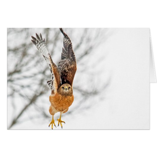 Hawk vliegt (Voorkant Horizontaal)