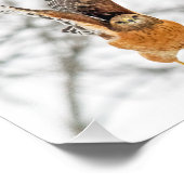 Hawk vliegt foto afdruk (Hoek)