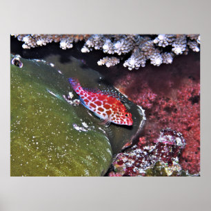 Hawkfish en koraal poster