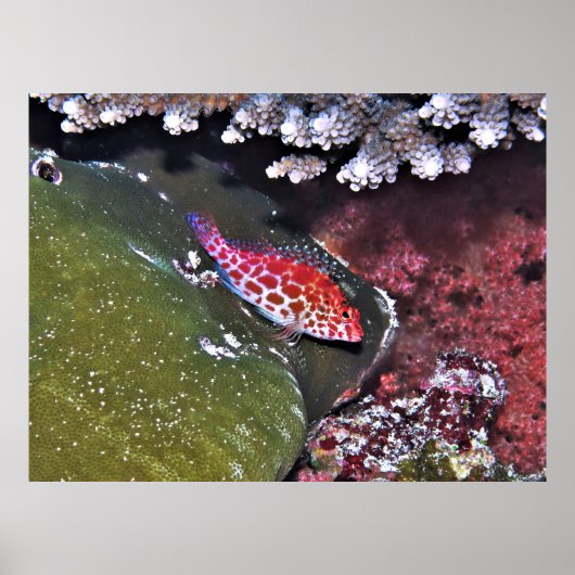 Hawkfish en koraal poster (Voorkant)