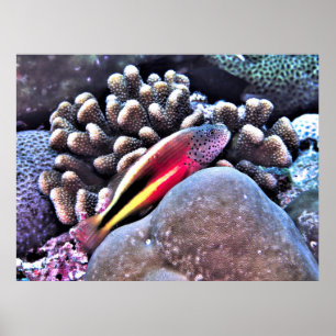 Hawkfish op koraal poster