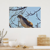 Hawks Eye Poster (Keuken)