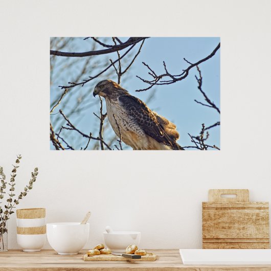 Hawks Eye Poster (Keuken)