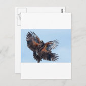 Hawks Fight for Control of the Sky Briefkaart (Voorkant / Achterkant)