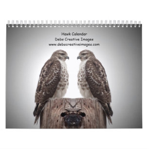 Hawks in het wild 2025 kalender