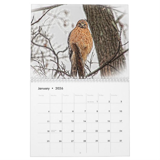 Hawks in het wild 2026 kalender (Jan 2026)