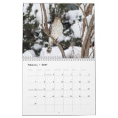 Hawks in het wild 2026 kalender (Feb 2027)