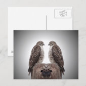 Hawks op een post briefkaart (Voorkant / Achterkant)