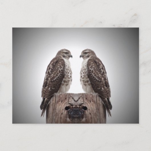 Hawks op een post briefkaart (Voorkant)