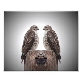 Hawks op een post foto afdruk