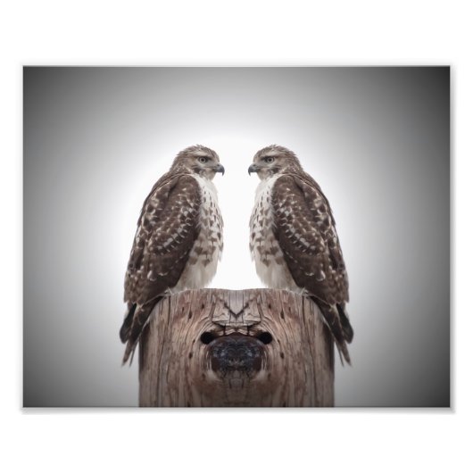 Hawks op een post foto afdruk (Voorkant)