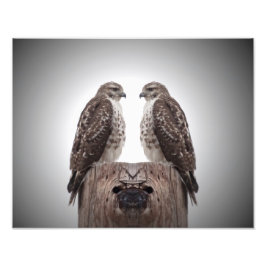 Hawks op een post foto afdruk