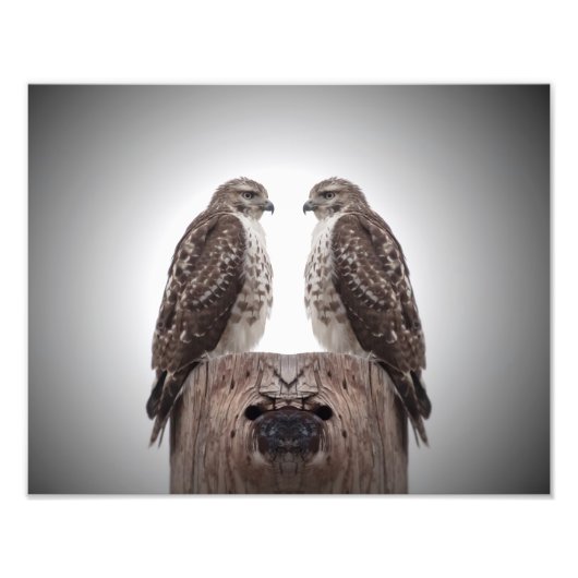 Hawks op een post foto afdruk (Voorkant)