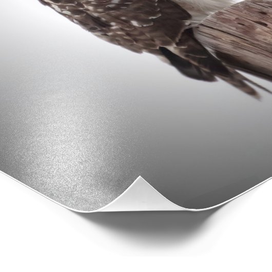 Hawks op een post foto afdruk (Hoek)