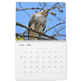 Hawks roofvogels Kalender (Mar 2026)