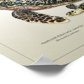Hawksbill Adult en Juvenile Print (Hoek)