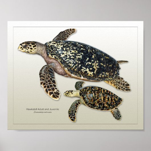 Hawksbill Adult en Juvenile Print (Voorkant)