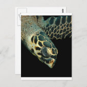 Hawksbill Angel Briefkaart (Voorkant / Achterkant)