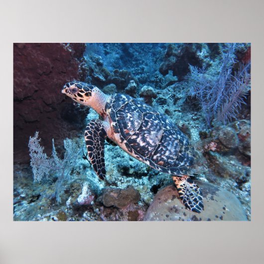 Hawksbill die in knippert poster (Voorkant)