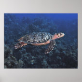 Hawksbill in Roatan Poster (Voorkant)