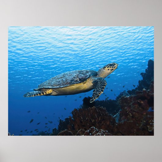 Hawksbill komt voorbij poster (Voorkant)