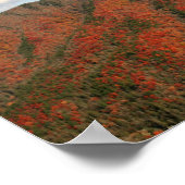 Hawksbill Mountain in Herfst, North Carolina Poster (Hoek)