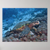 Hawksbill of Raja Ampat Poster (Voorkant)