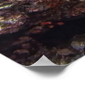 Hawksbill op het rif poster (Hoek)