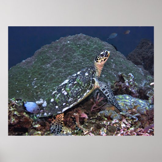 Hawksbill op het rif poster (Voorkant)