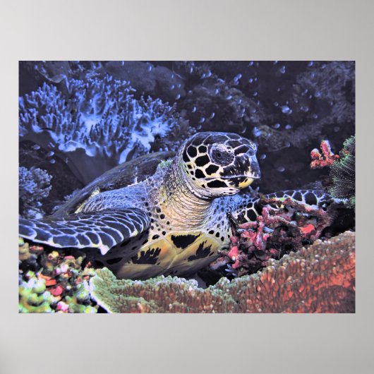 Hawksbill Portrait Poster (Voorkant)