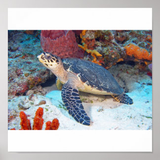 Hawksbill schildpad poster