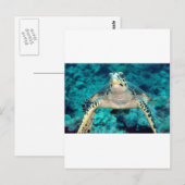Hawksbill Turtle Briefkaart (Voorkant / Achterkant)