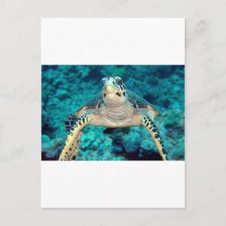Hawksbill Turtle Briefkaart