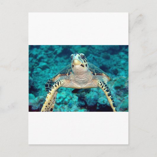 Hawksbill Turtle Briefkaart (Voorkant)