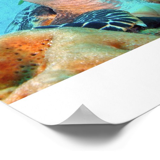Hawksbill Turtle Poster (Hoek)